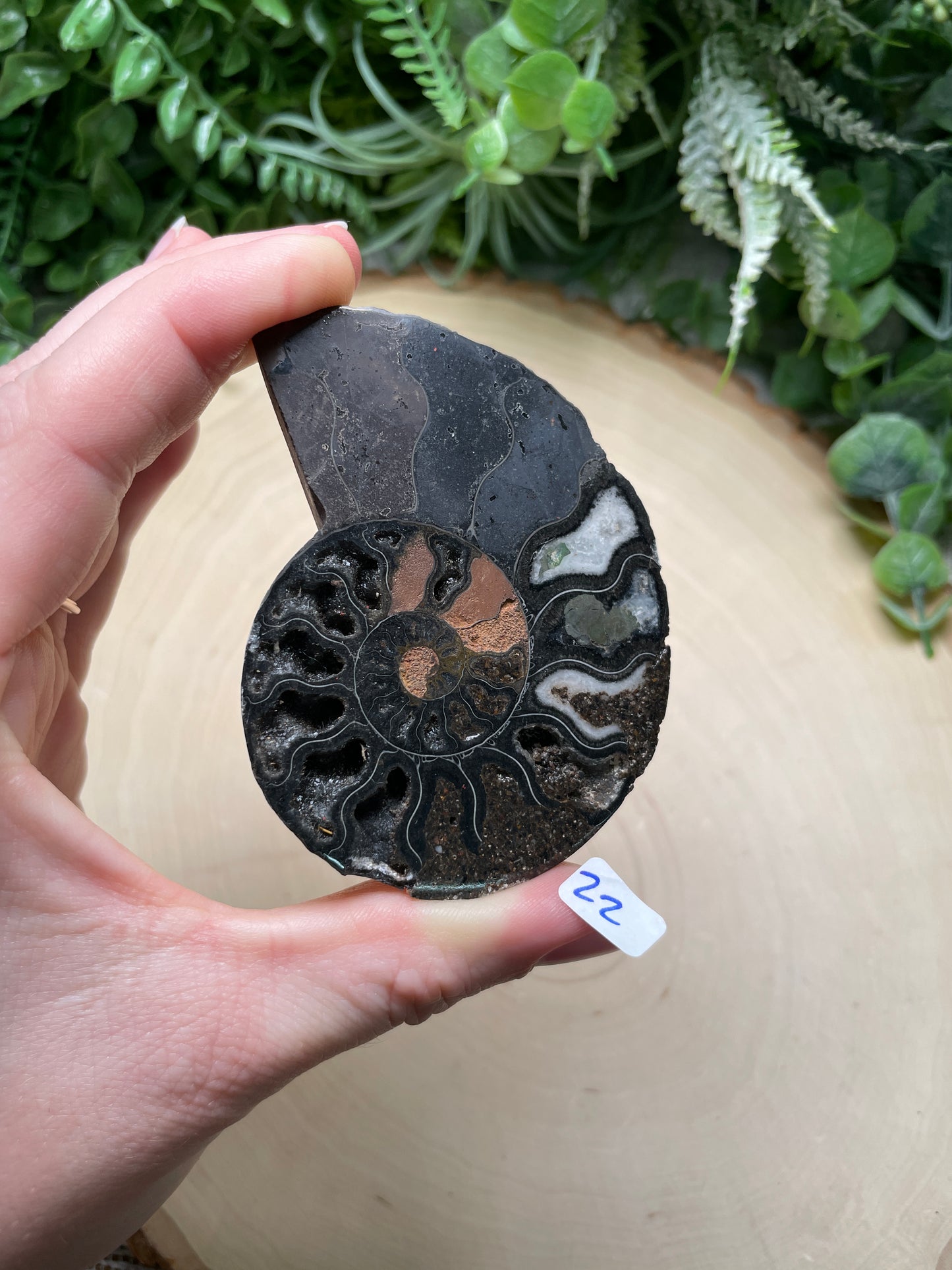 Black Ammonite Fossil Slice (Chipped)