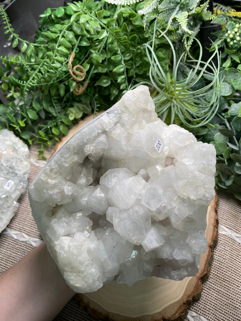 XXL Apophyllite Cluster