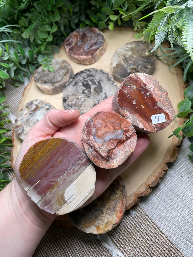 Petrified/ Fossilized Wood Slab