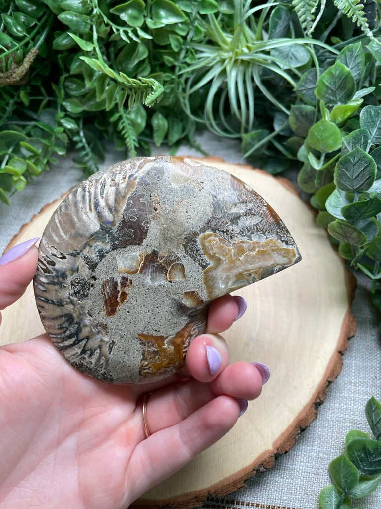 Ammonite Fossil Slice