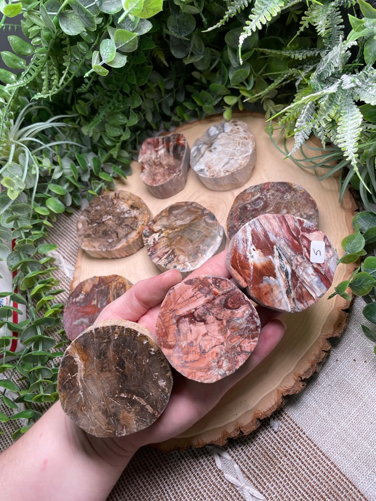 Petrified/ Fossilized Wood Slab