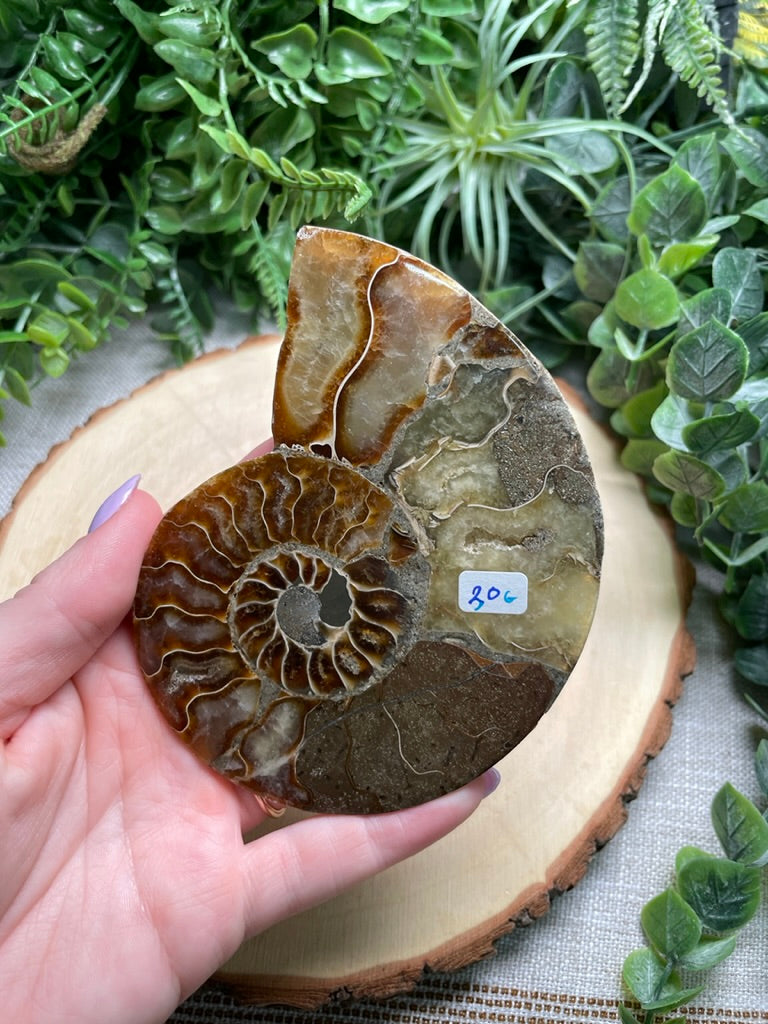 Ammonite Fossil Slice