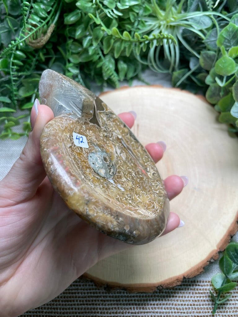 Ammonite Fossil Bowl