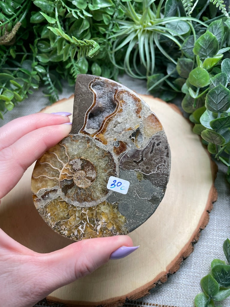 Ammonite Fossil Slice