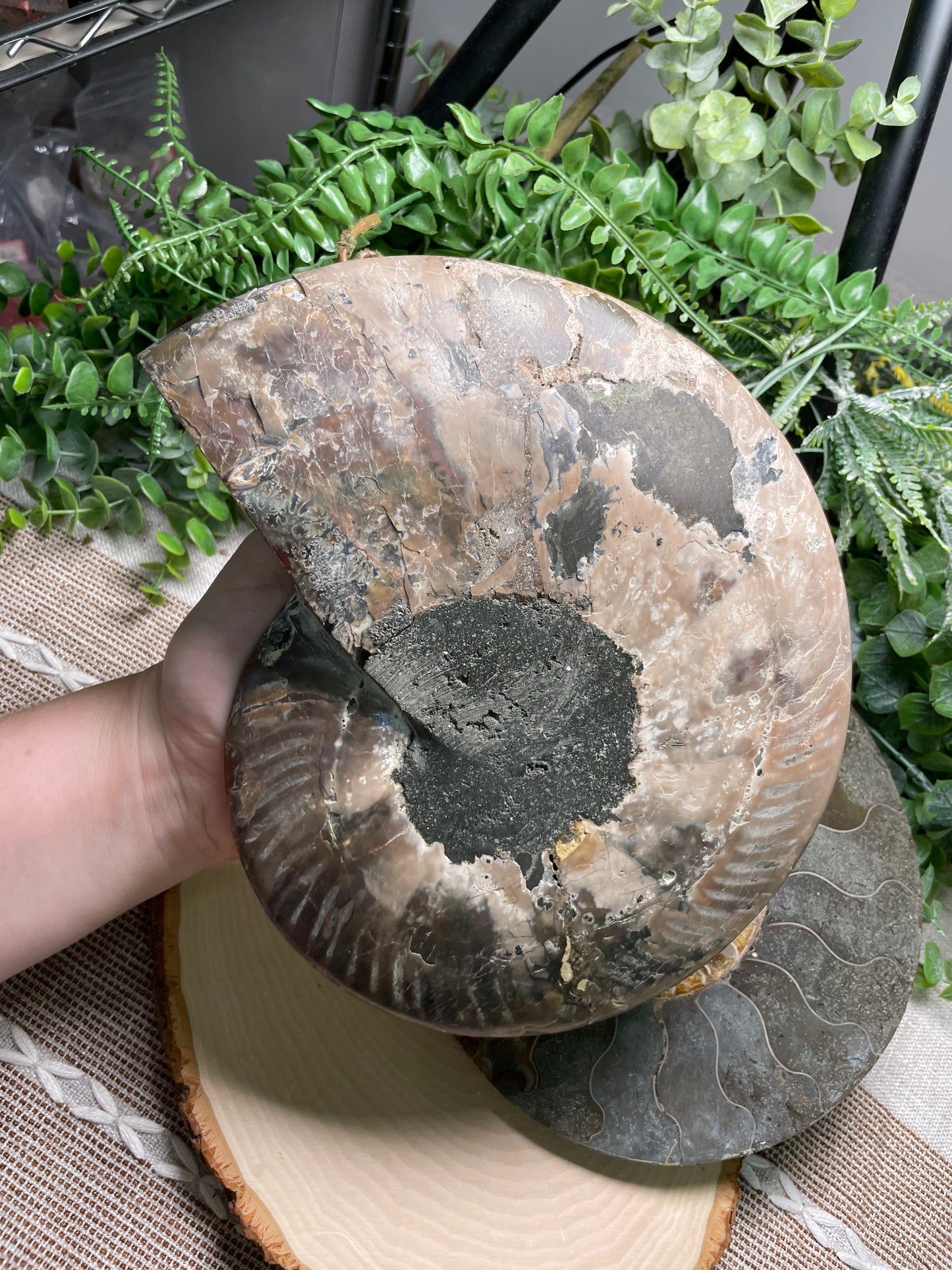 XXL Ammonite Fossil