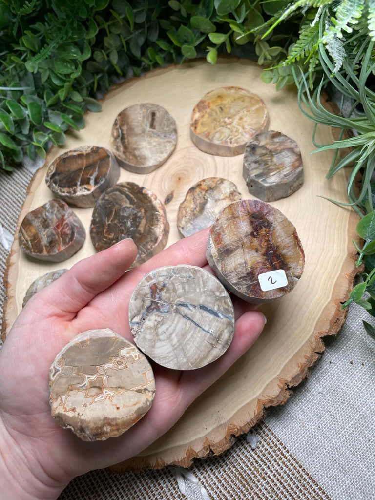 Petrified/ Fossilized Wood Slab