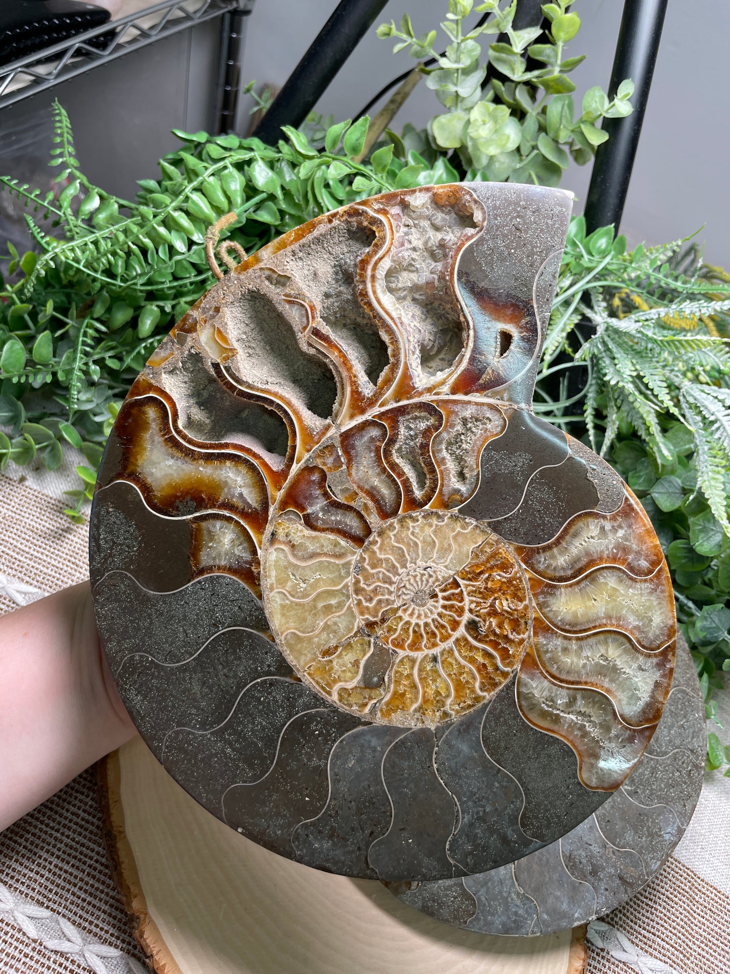 XXL Ammonite Fossil