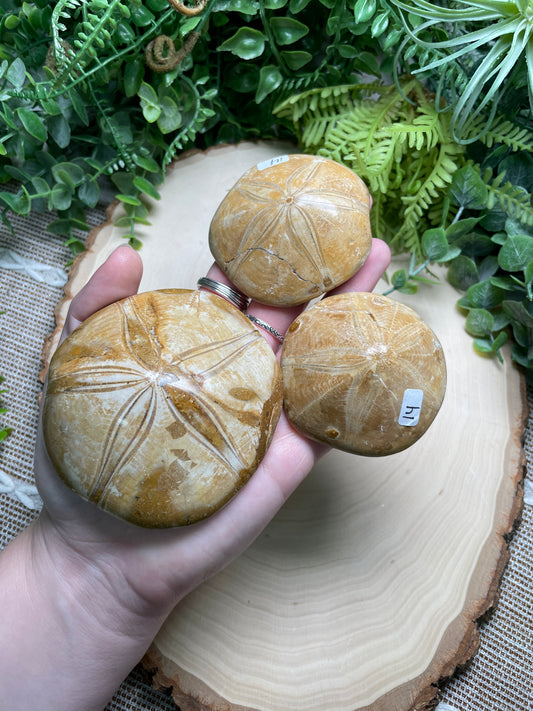 Fossilized Sand Dollar