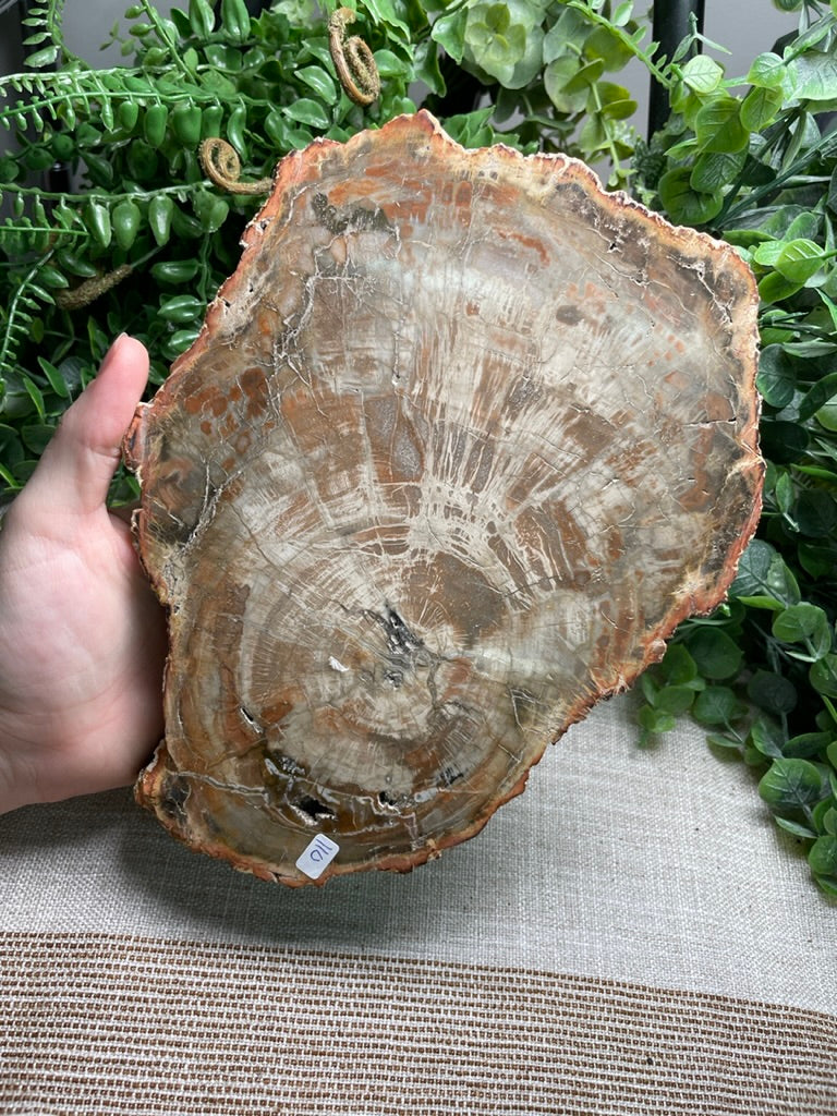 XL Petrified Wood Slab