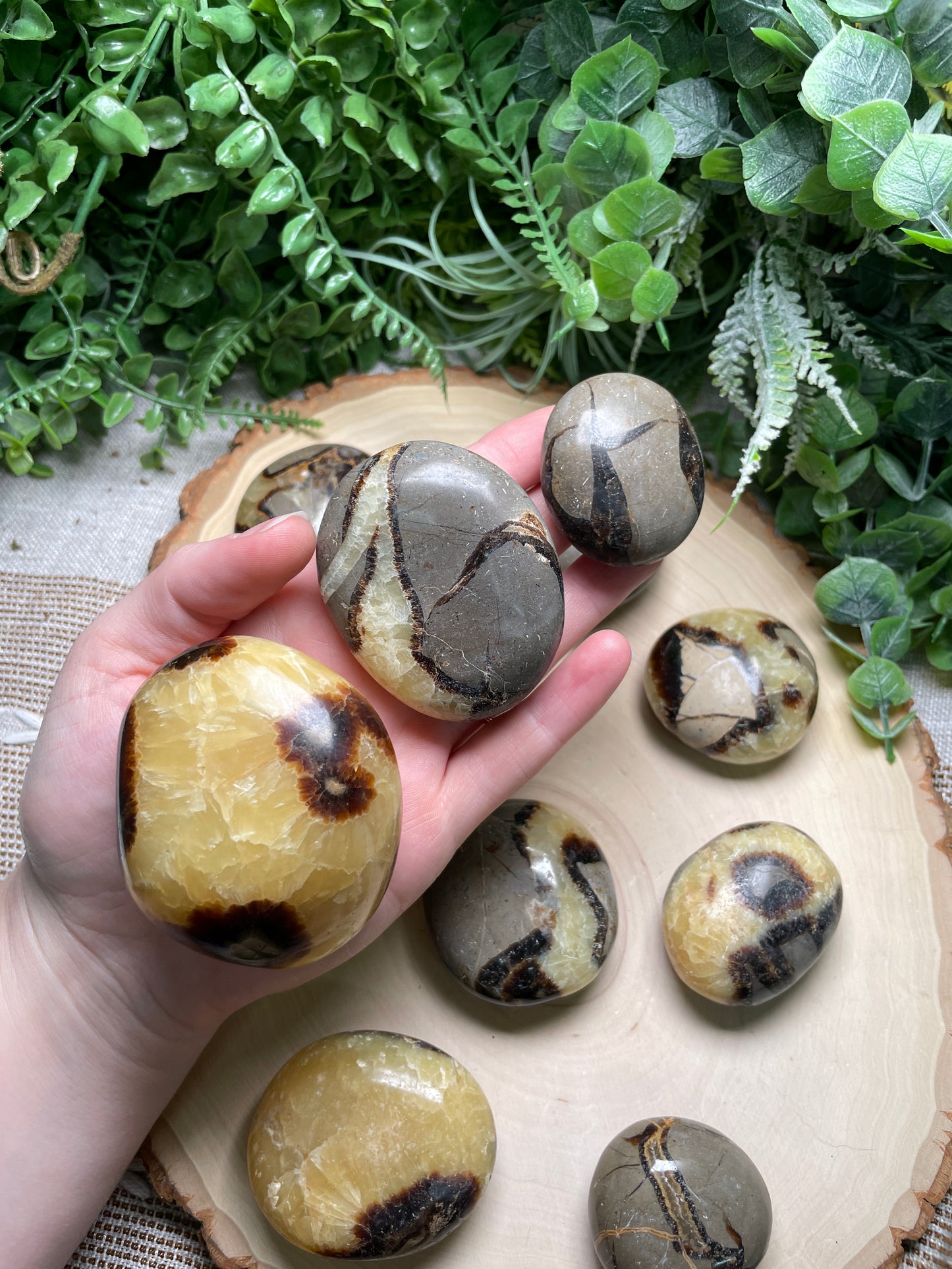 Septarian Palm Stone