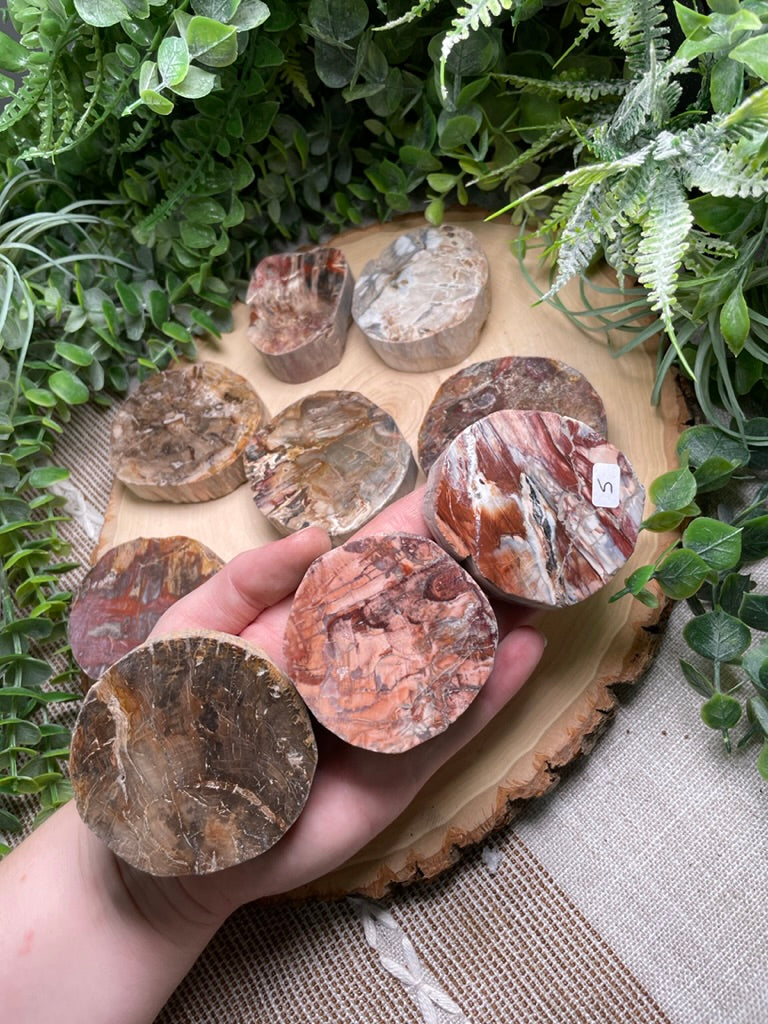 Petrified/ Fossilized Wood Slab