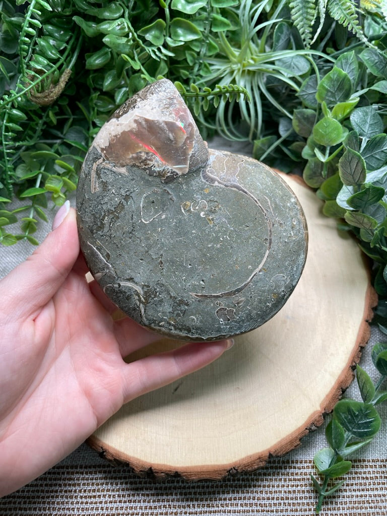 Ammonite Fossil Bowl