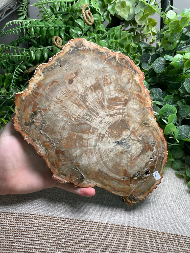 XL Petrified Wood Slab