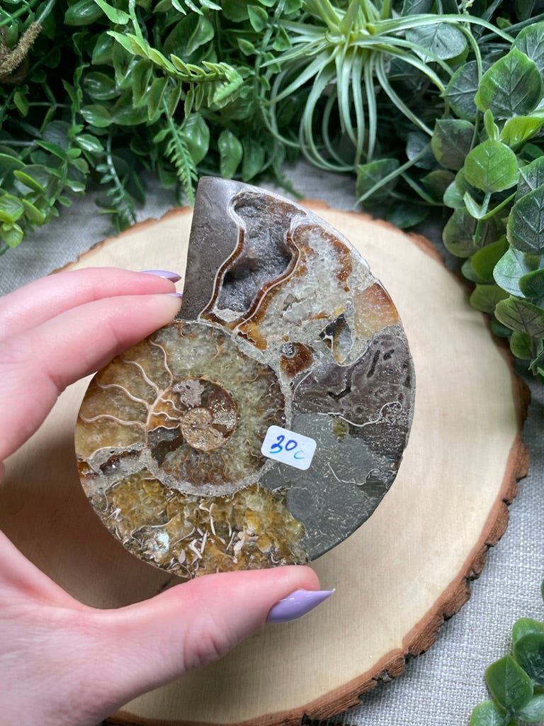 Ammonite Fossil Slice