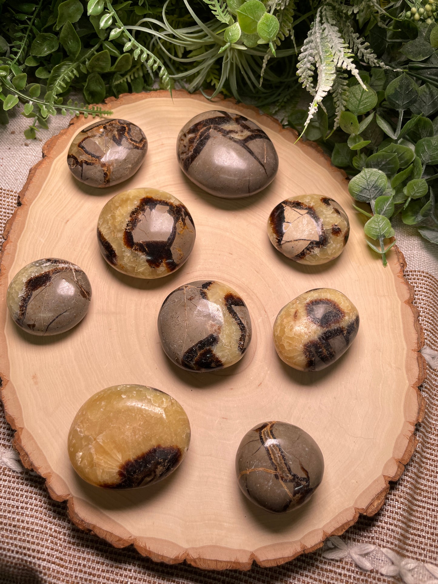 Septarian Palm Stone