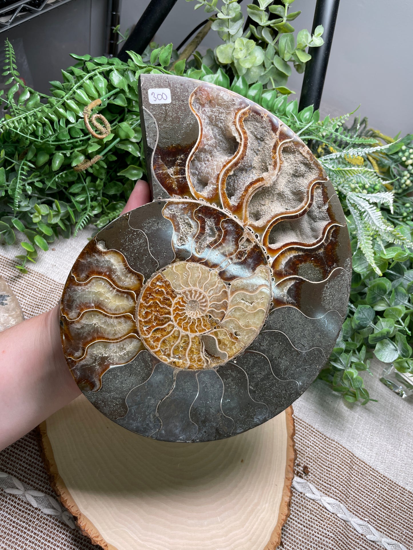 XXL Ammonite Fossil