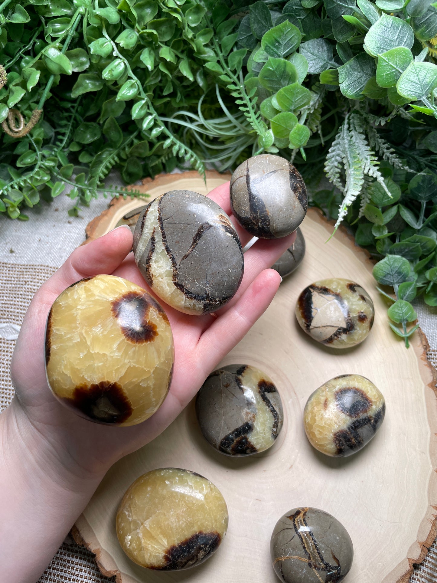 Septarian Palm Stone