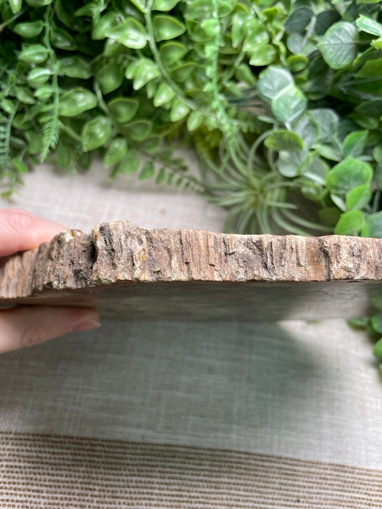 XL Petrified Wood Slab