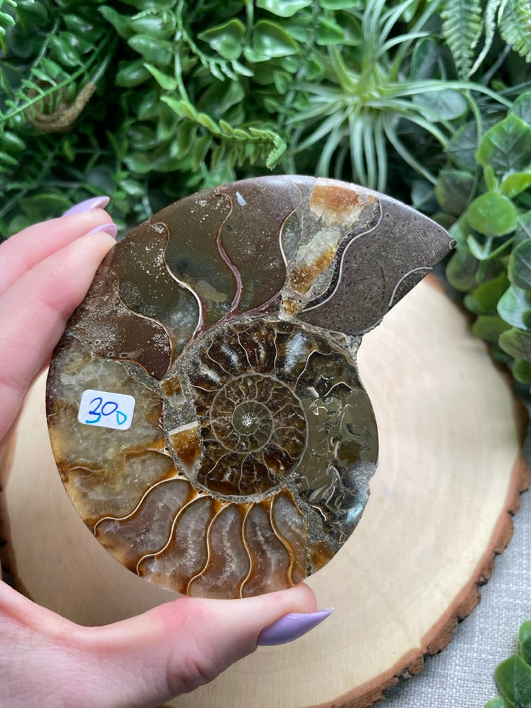 Ammonite Fossil Slice