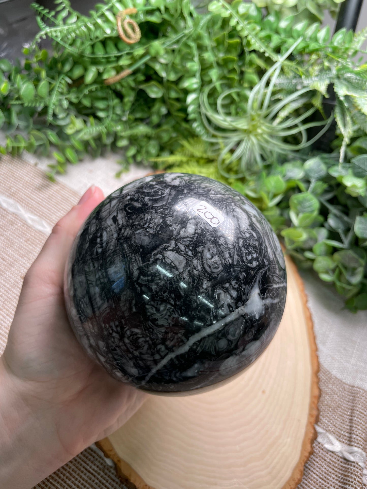 XL Shell Fossil Sphere