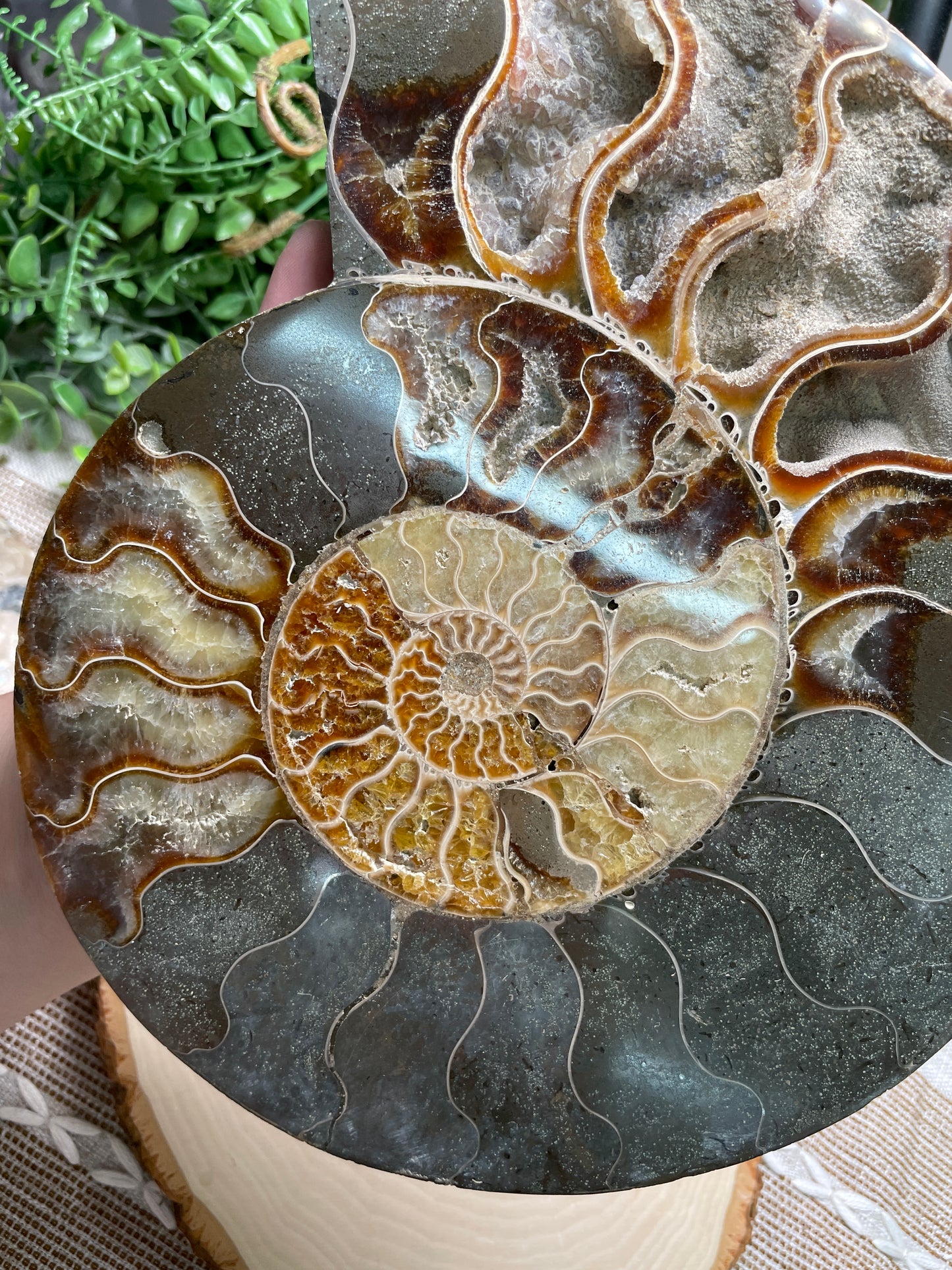 XXL Ammonite Fossil