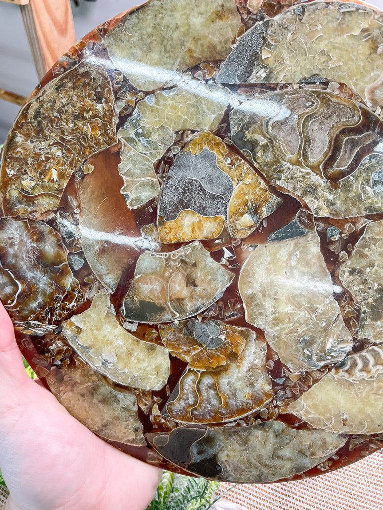 XL Ammonite Fossil Plate