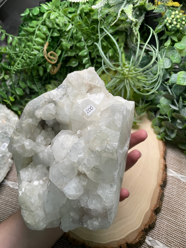 XXL Apophyllite Cluster