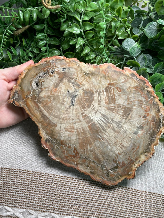 XL Petrified Wood Slab