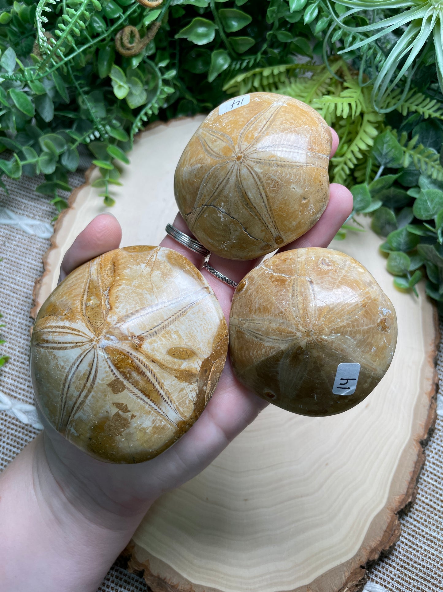 Fossilized Sand Dollar