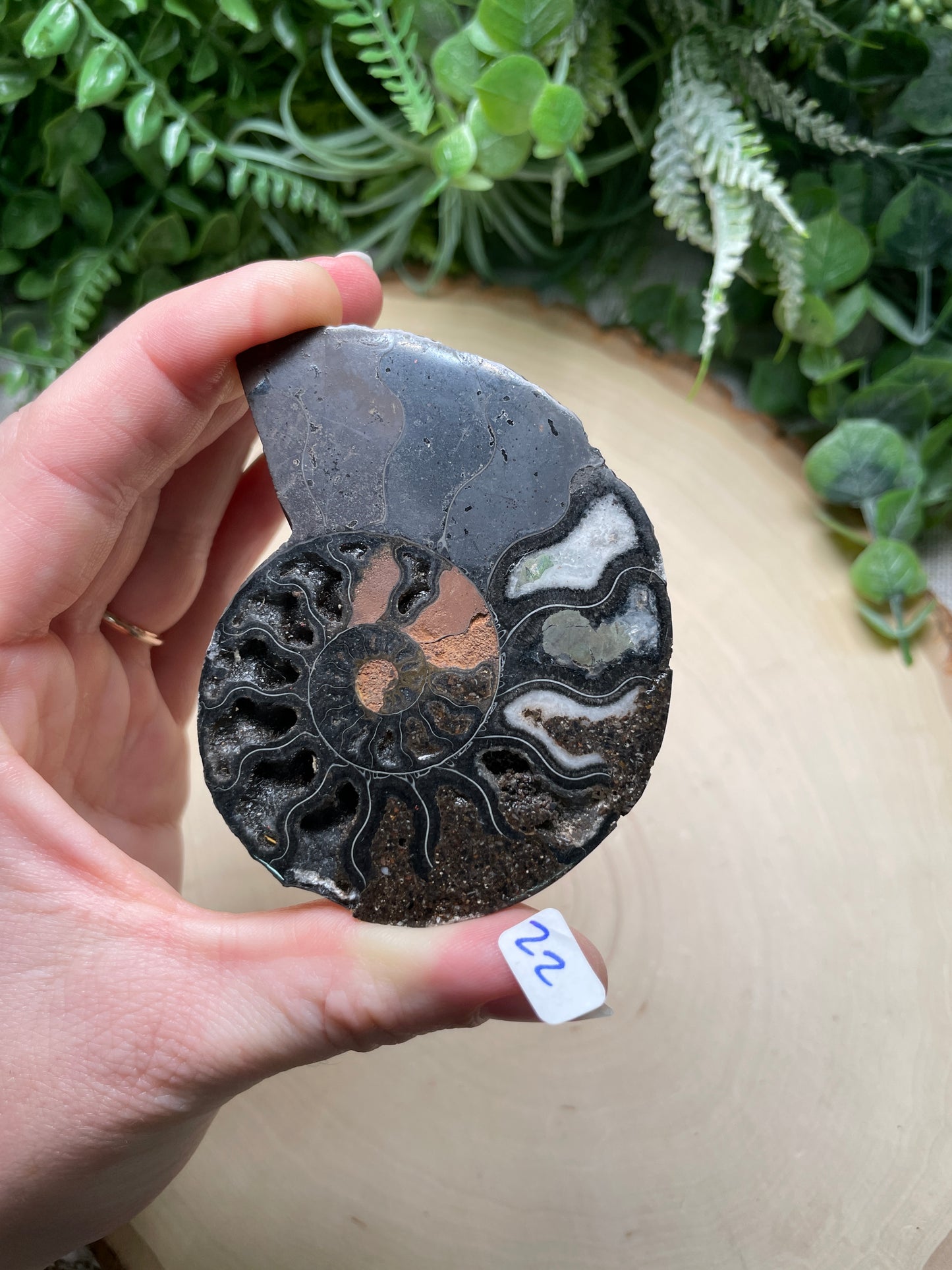 Black Ammonite Fossil Slice (Chipped)