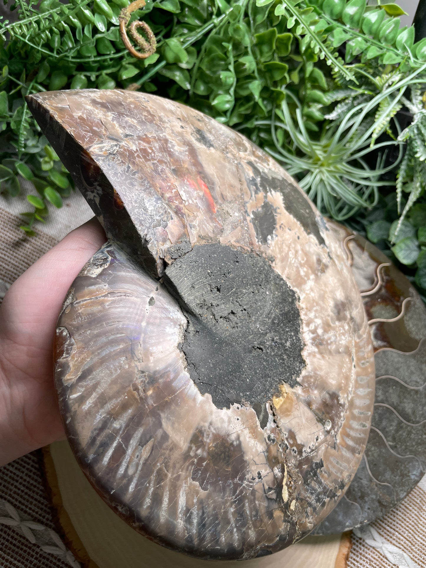 XXL Ammonite Fossil