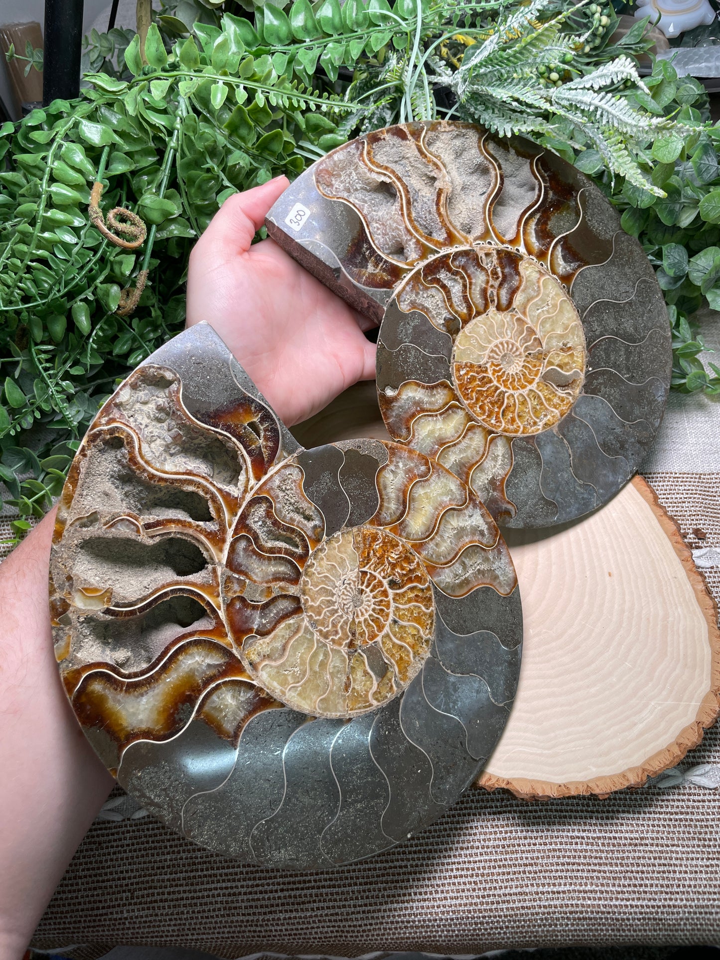 XXL Ammonite Fossil