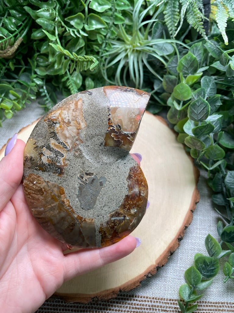 Ammonite Fossil Slice