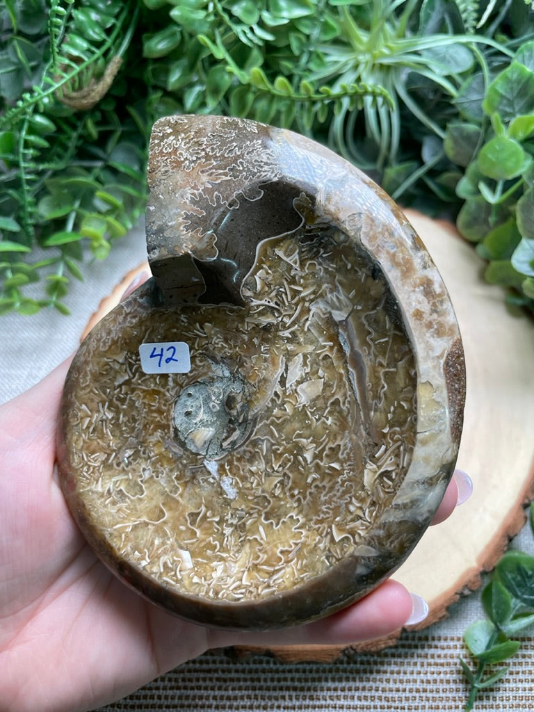 Ammonite Fossil Bowl