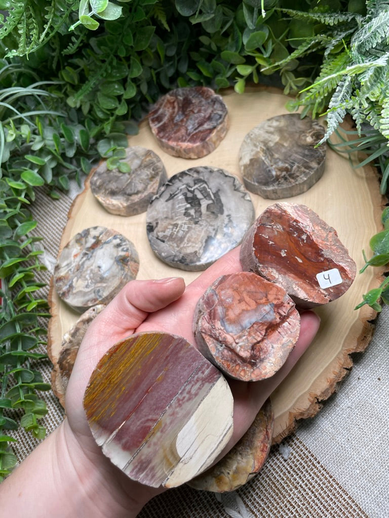 Petrified/ Fossilized Wood Slab