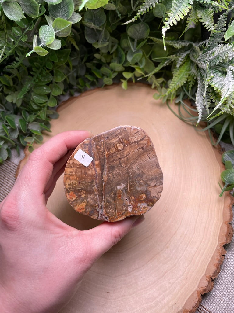 Petrified/ Fossilized Wood Slab