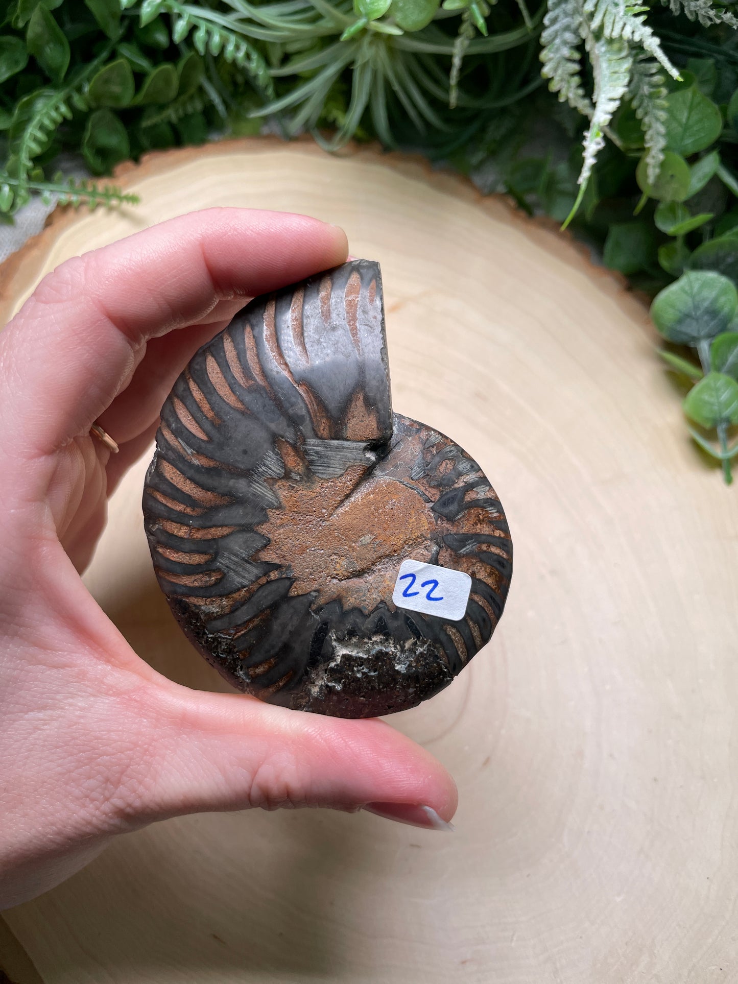 Black Ammonite Fossil Slice (Chipped)