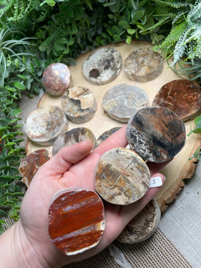 Petrified/ Fossilized Wood Slab