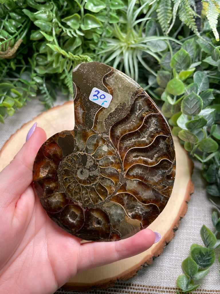 Ammonite Fossil Slice